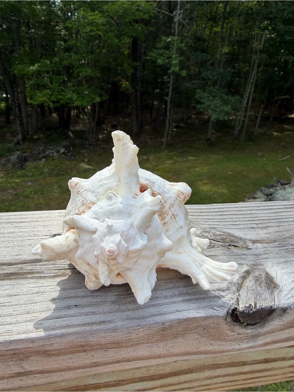 Large 5” SeaShell | Looks Great with an Airplant Inside 🐚🪴